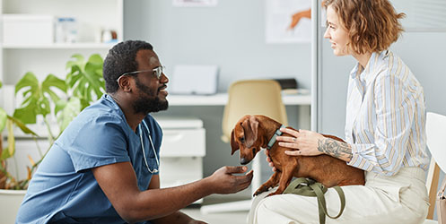 vet with dog and owner